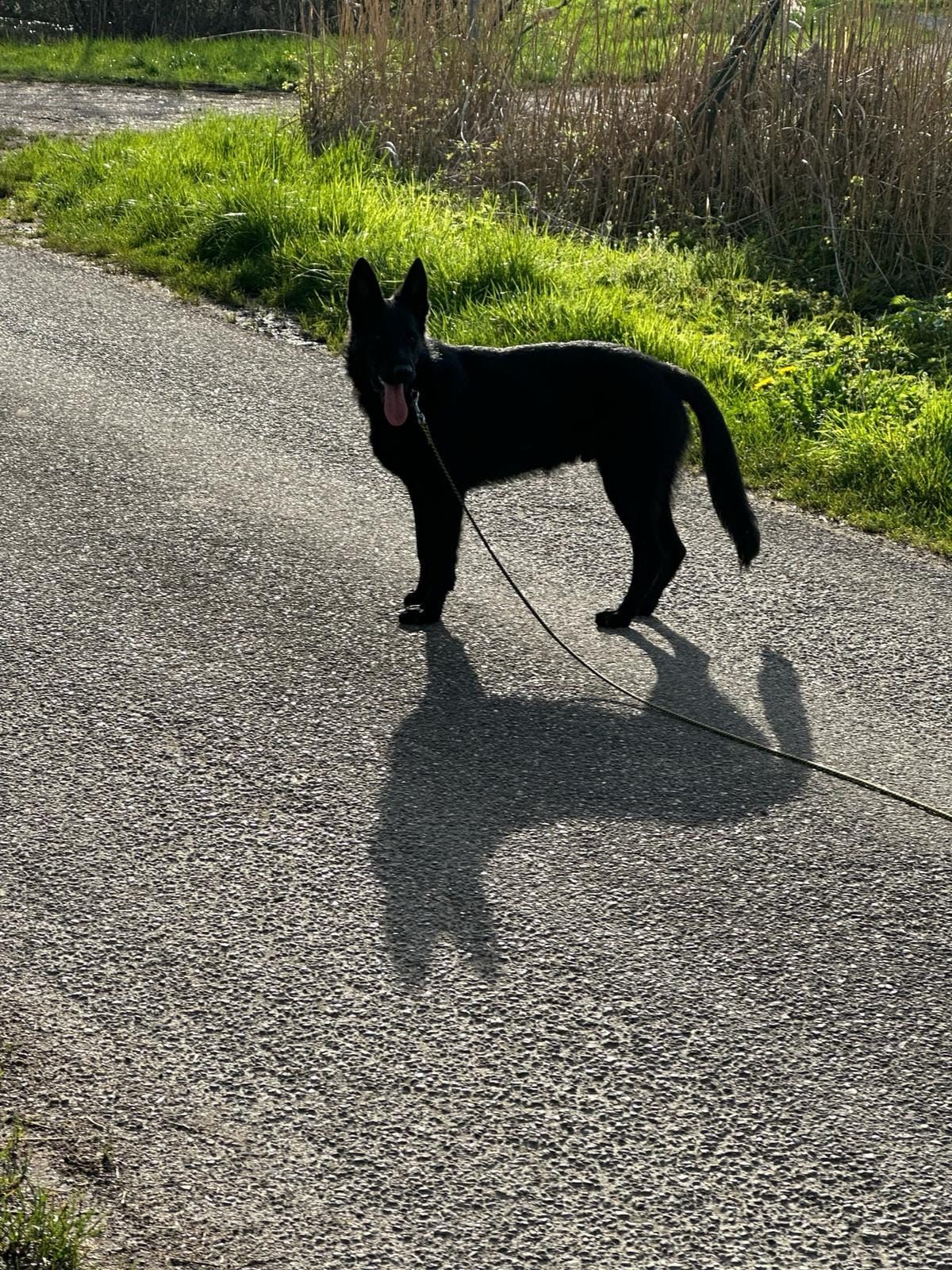 Un chien noir en laisse