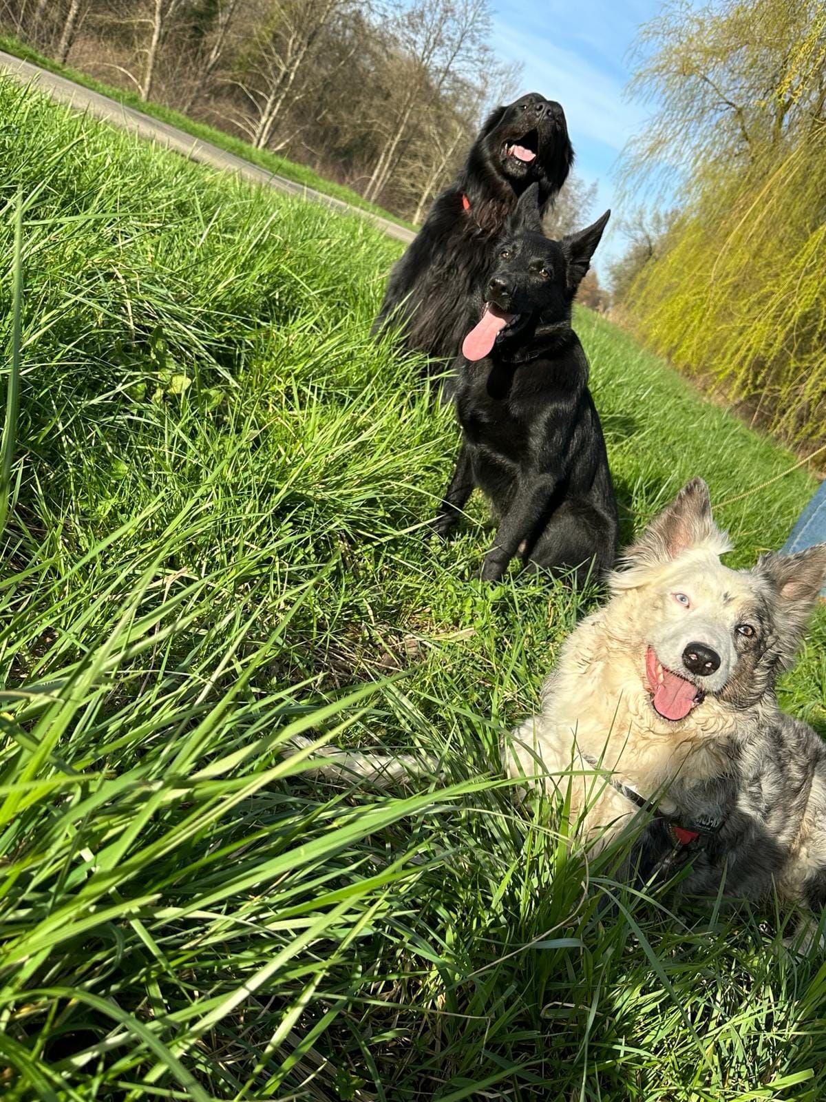 3 chiens dans l'herbe haute