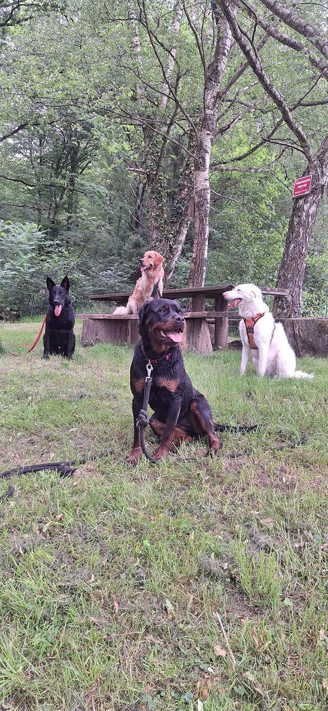 Photos avec 4 chiens, dont un sur un banc