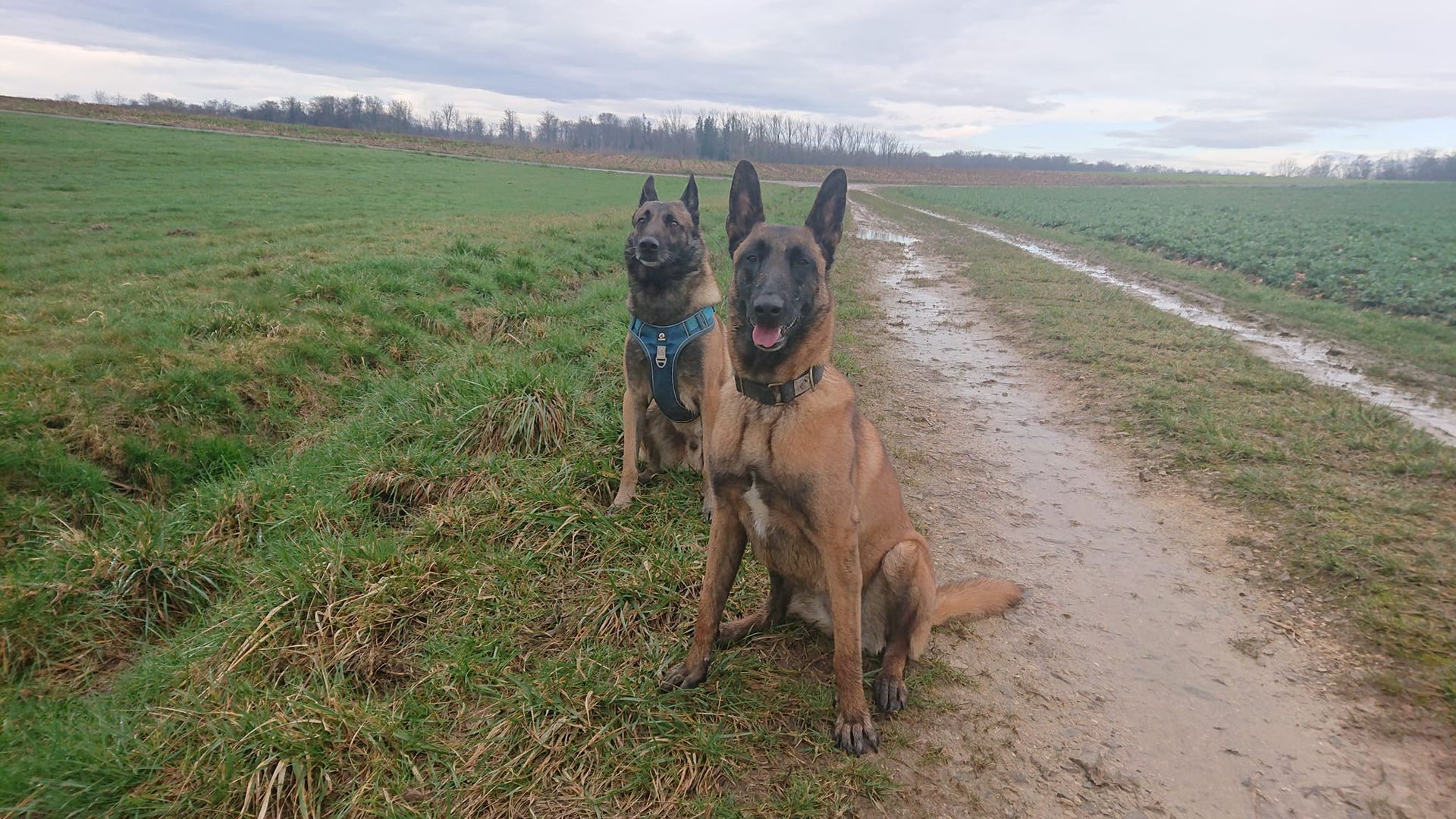 Deux bergers allemands en promenade