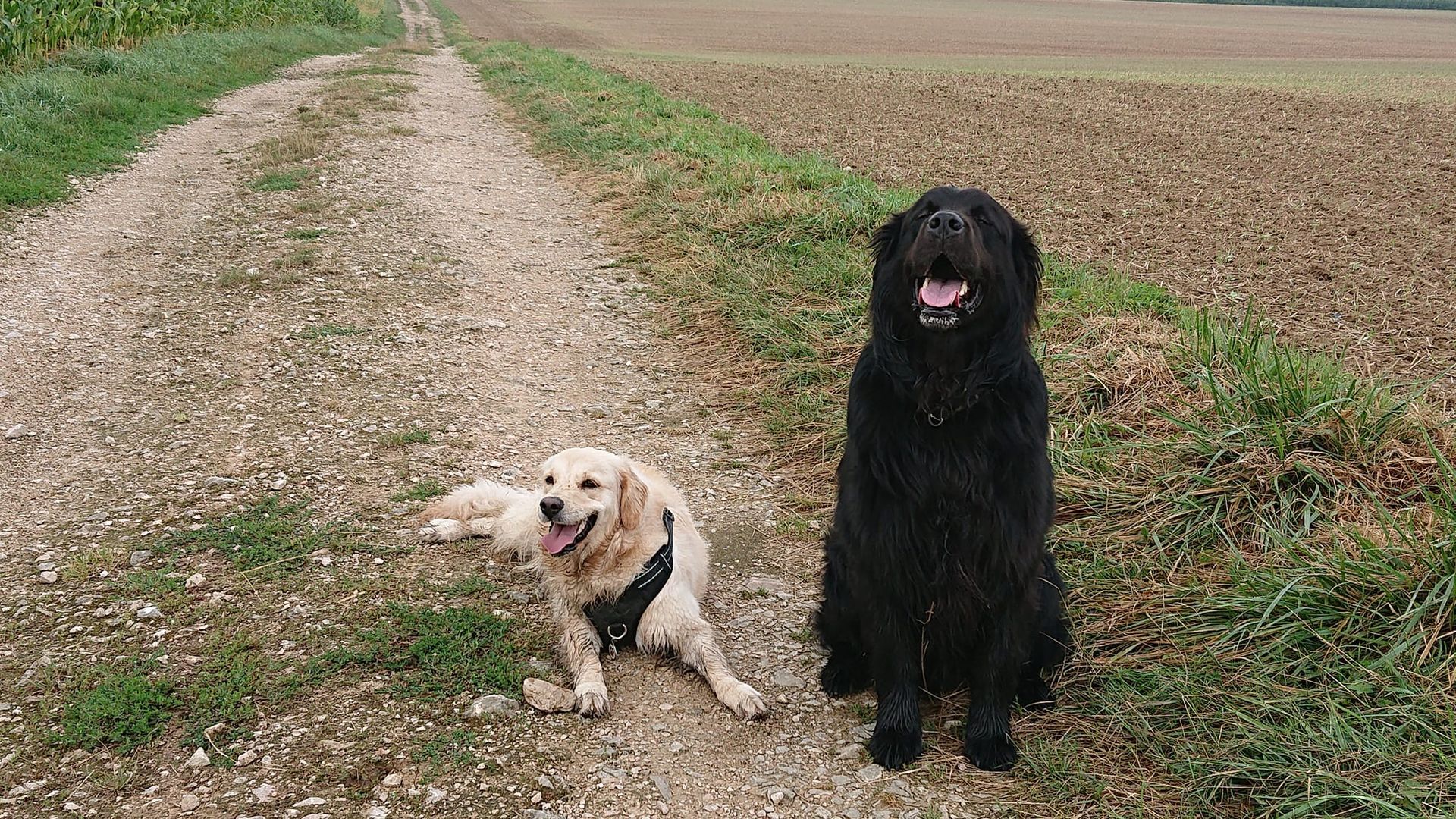 Promenade avec un chien noir et un chien blanc