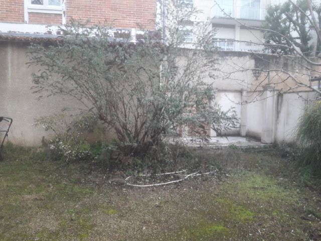 Un petit arbre dans un jardinet