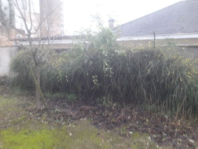 De la verdure dans un jardinet