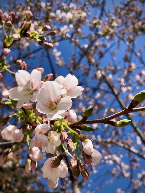 さくらページ カードキャプターさくら25_ウッドコースター/木之本 桜(水色