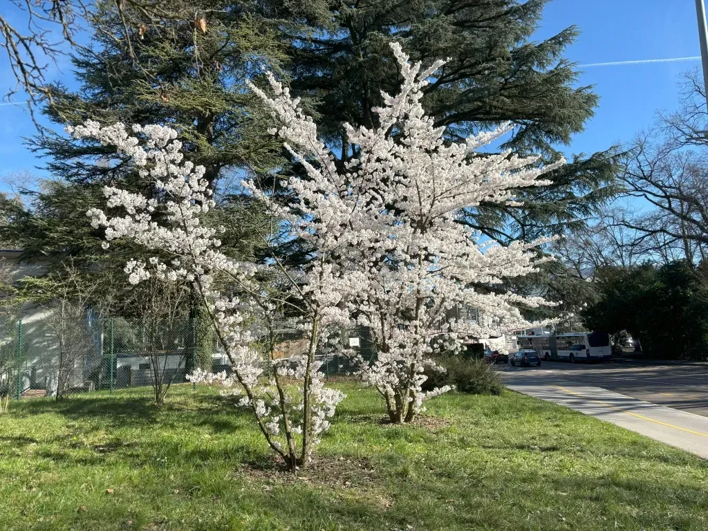 The Japan Club of Geneva