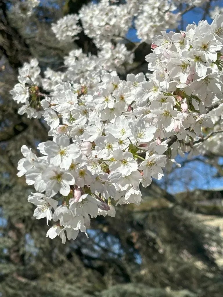 The Japan Club of Geneva