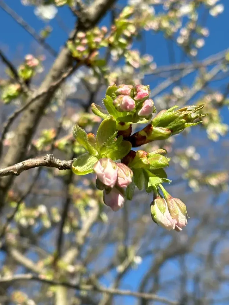 The Japan Club of Geneva