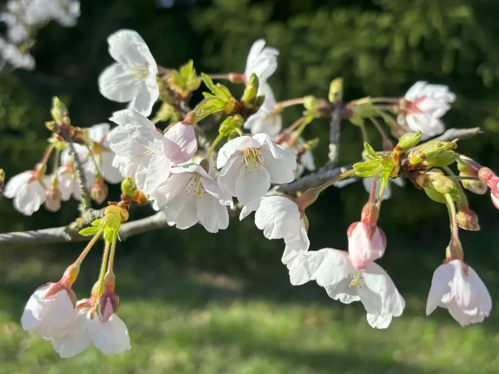 The Japan Club of Geneva