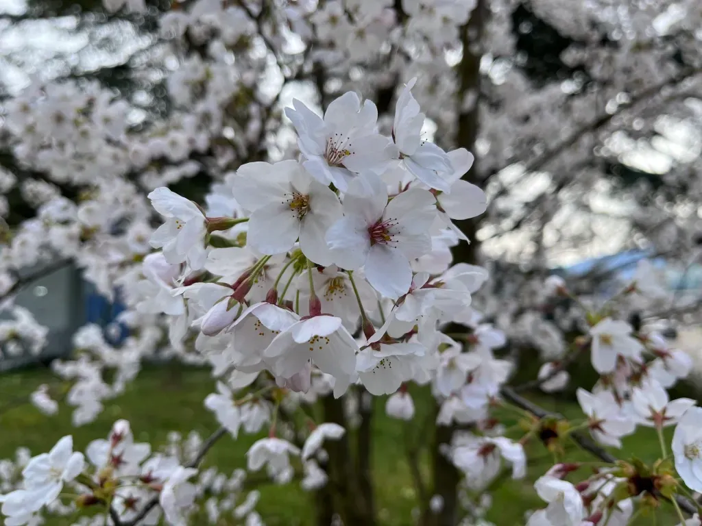 The Japan Club of Geneva