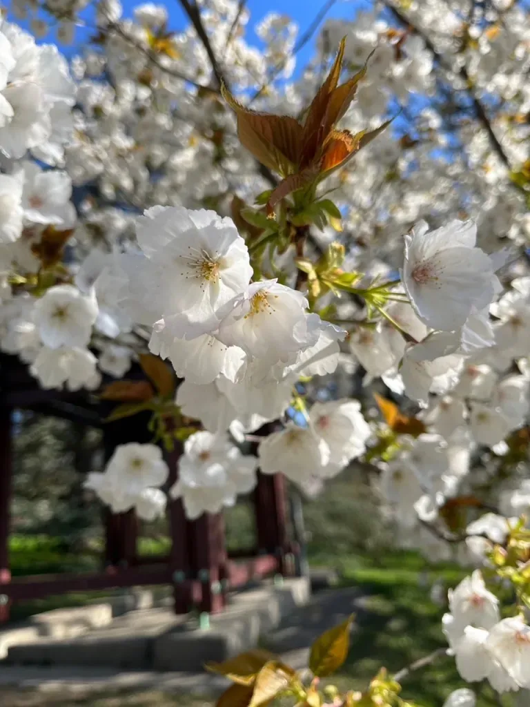 The Japan Club of Geneva