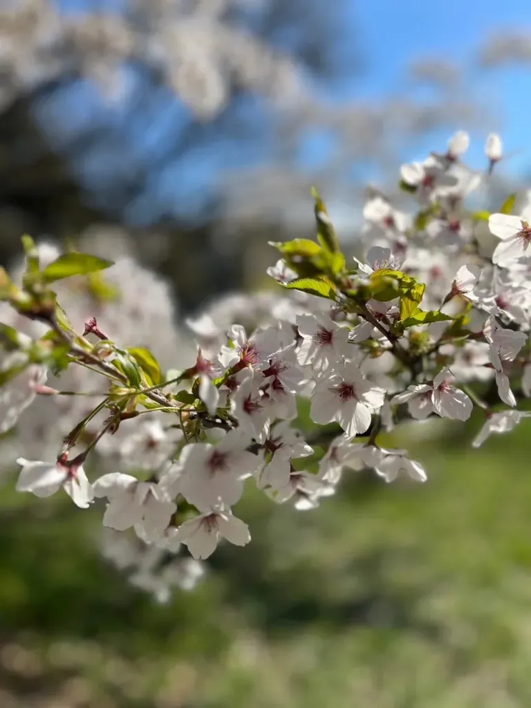 The Japan Club of Geneva