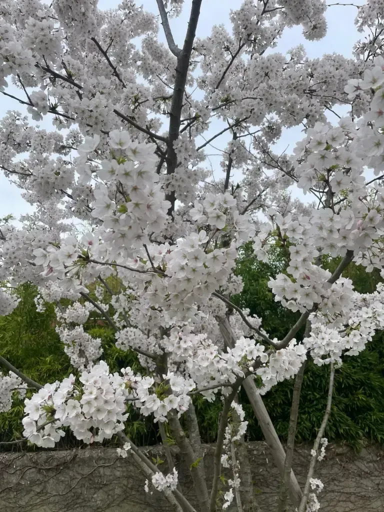 The Japan Club of Geneva