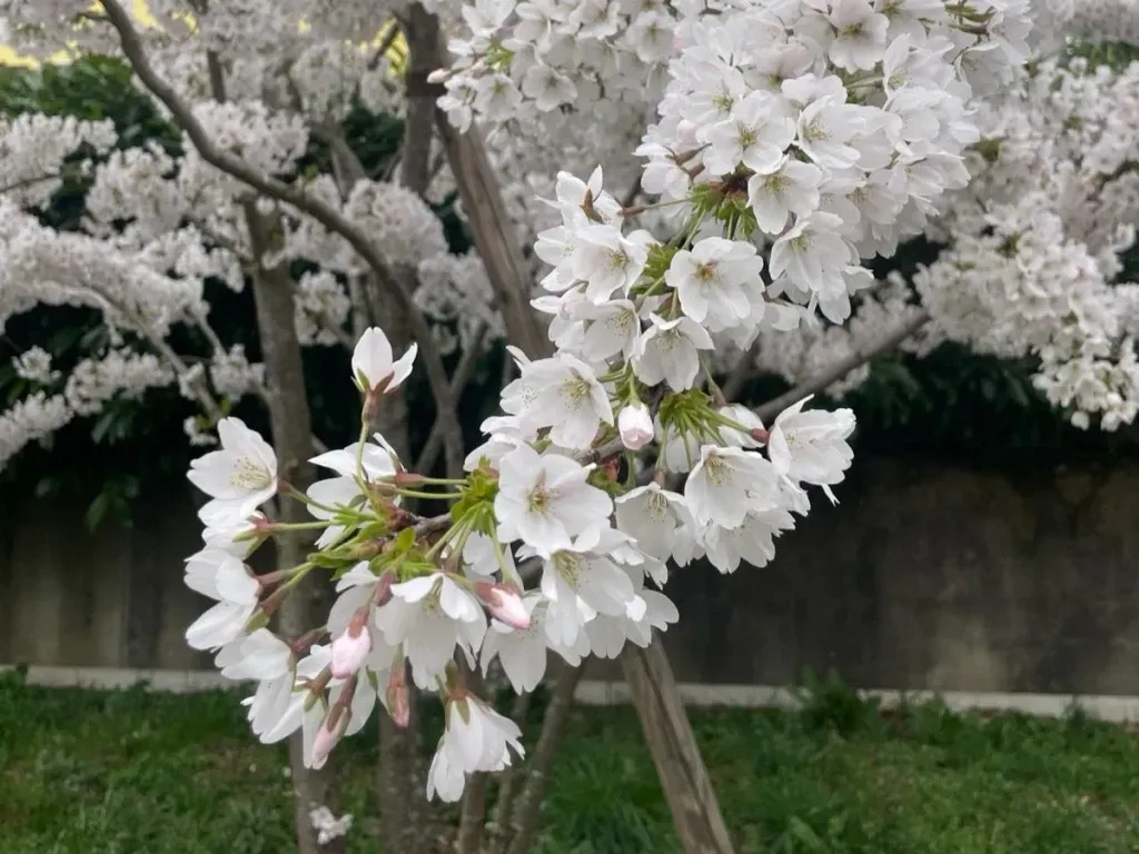 The Japan Club of Geneva