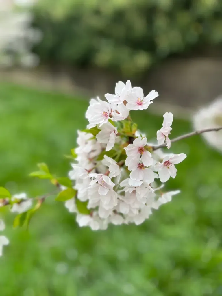 The Japan Club of Geneva