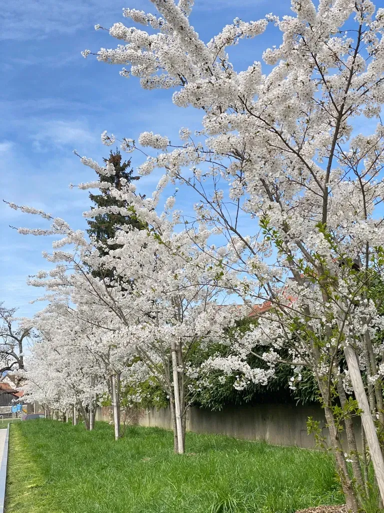 The Japan Club of Geneva