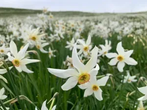 The Japan Club of Geneva