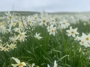 The Japan Club of Geneva