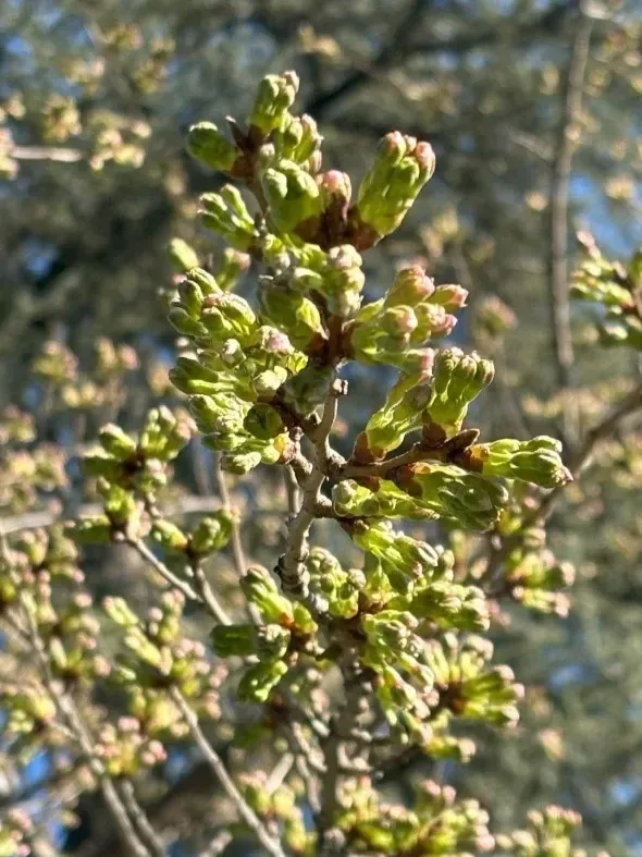 The Japan Club of Geneva