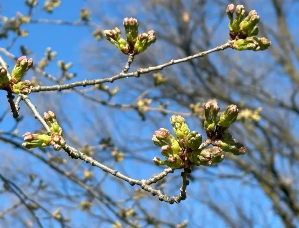The Japan Club of Geneva