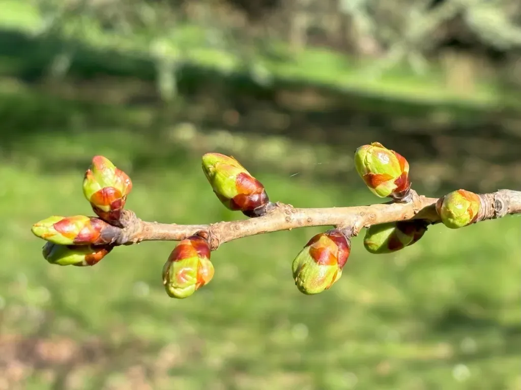 The Japan Club of Geneva
