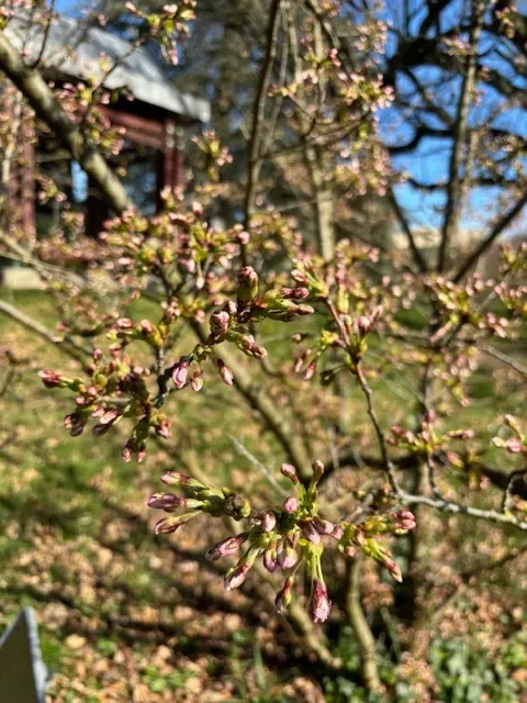 The Japan Club of Geneva