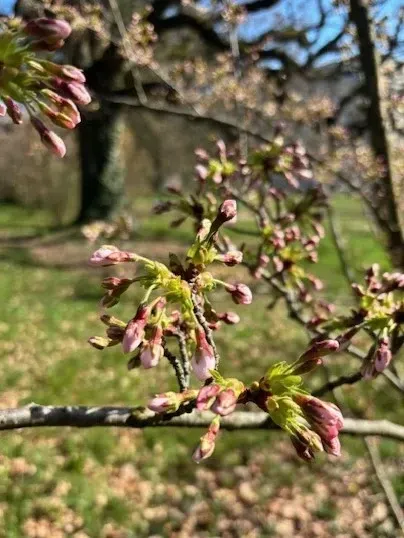 The Japan Club of Geneva