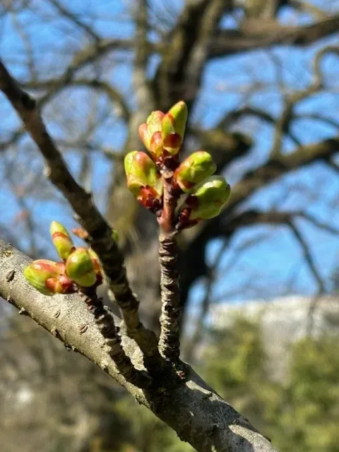 The Japan Club of Geneva