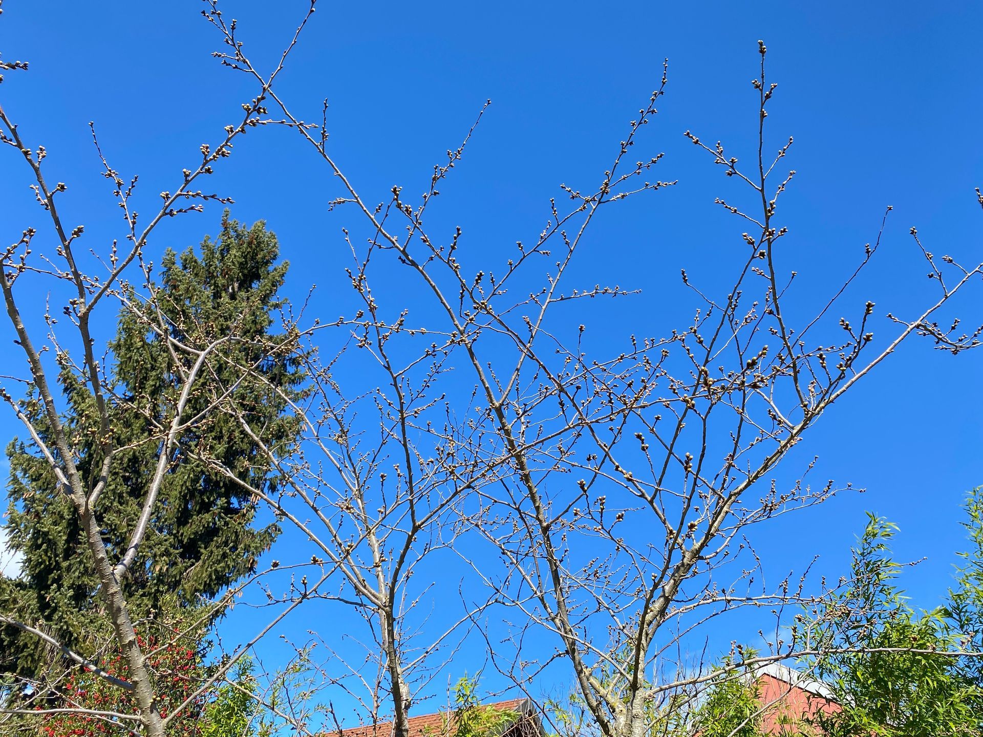 The Japan Club of Geneva