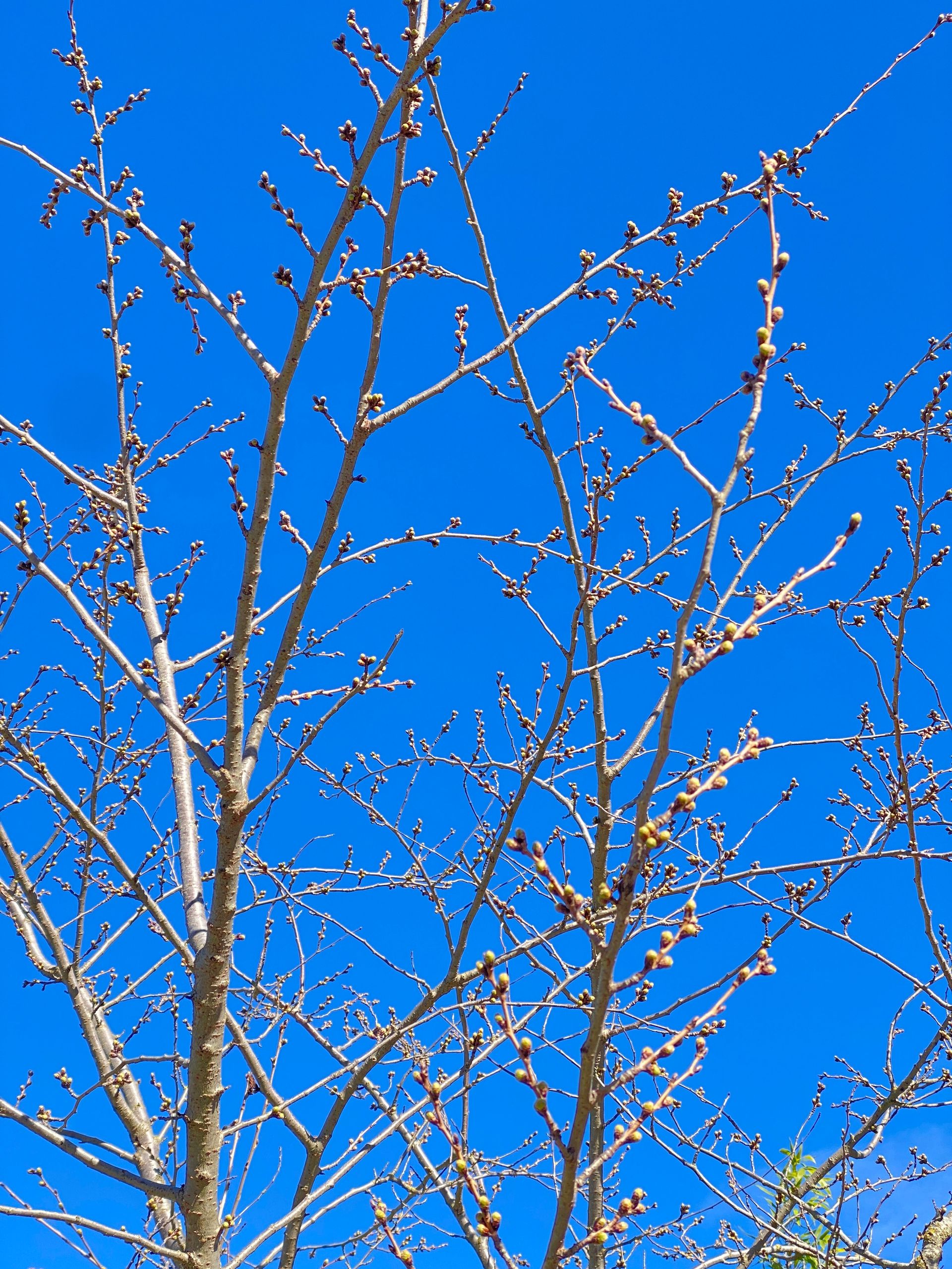 The Japan Club of Geneva