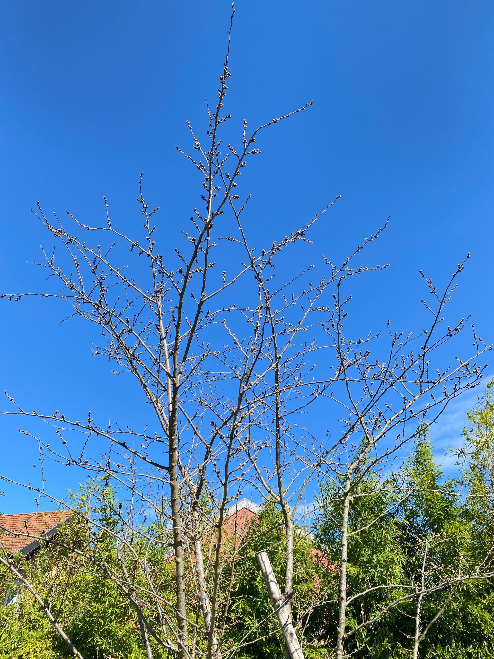 The Japan Club of Geneva