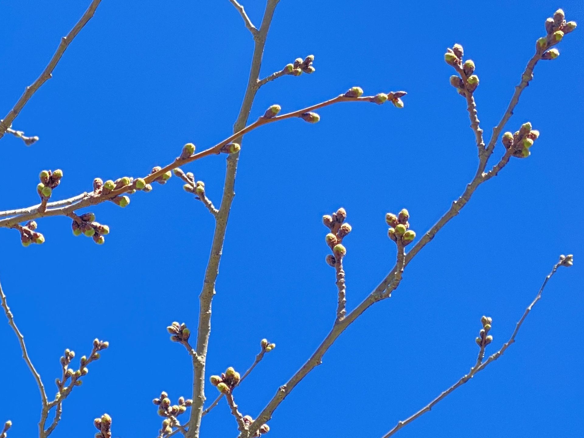 The Japan Club of Geneva