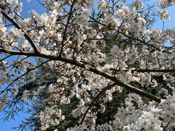 The Japan Club of Geneva