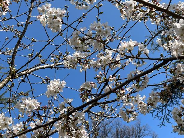 The Japan Club of Geneva