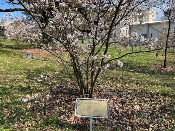 The Japan Club of Geneva