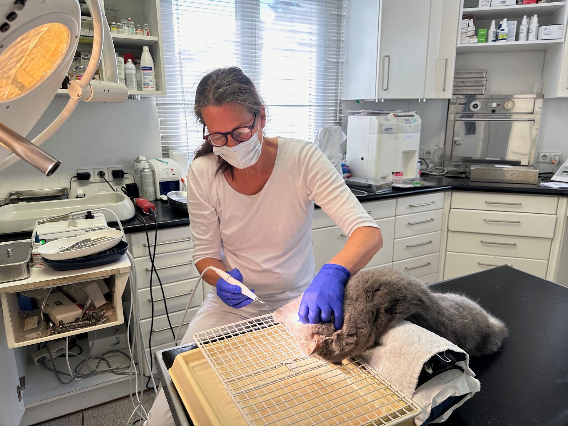 Tierarzt gibt Hund High-Five, Kleintierpraxis Dr. Habel-Pöllmann