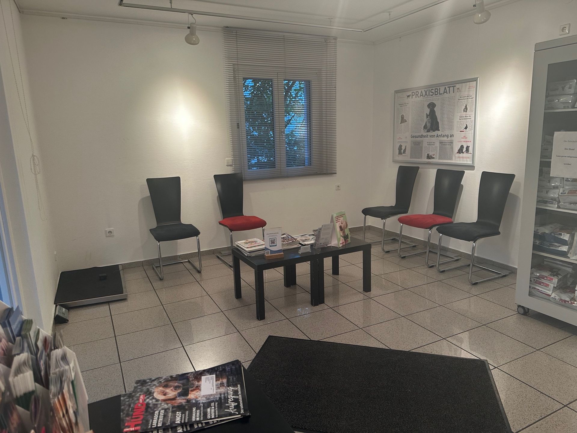 Kleiner Hund auf Untersuchungsliege, Kleintierpraxis Dr. Habel-Pöllmann