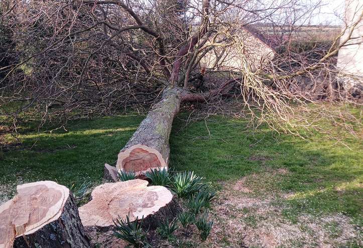 Un grand arbre abattu gît en travers d'une cour herbeuse.