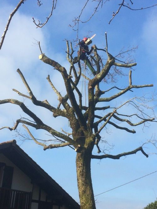 Un ouvrier portant un casque de chantier utilise une tronçonneuse pour élaguer les branches d'un grand arbre.