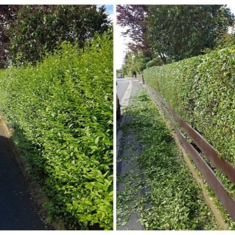 Comparaison côte à côte d'une haie verte avant et après sa taille le long d'un trottoir.