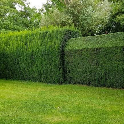 Une haute haie verte partiellement taillée dans un jardin.