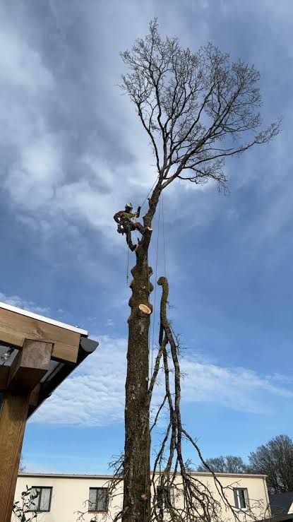 Un arboriste en tenue de protection travaille en hauteur dans un grand arbre.