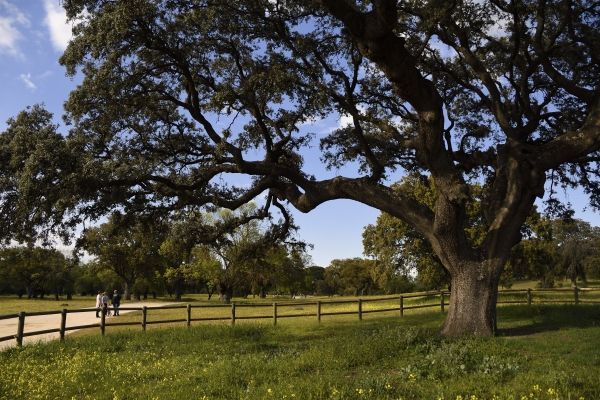 Un árbol en un parque con una valla al fondo.