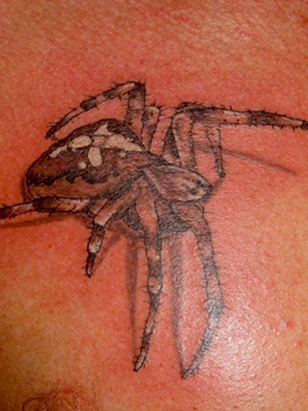 Spinne