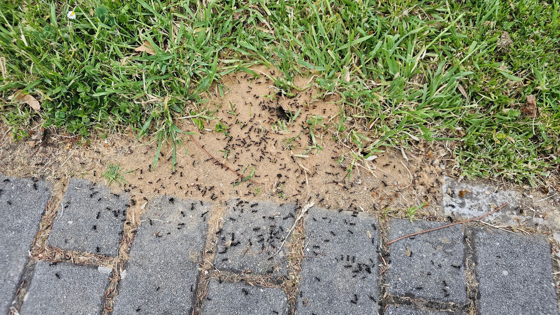 Beaucoup de fourmis sortant d'une fourmilière
