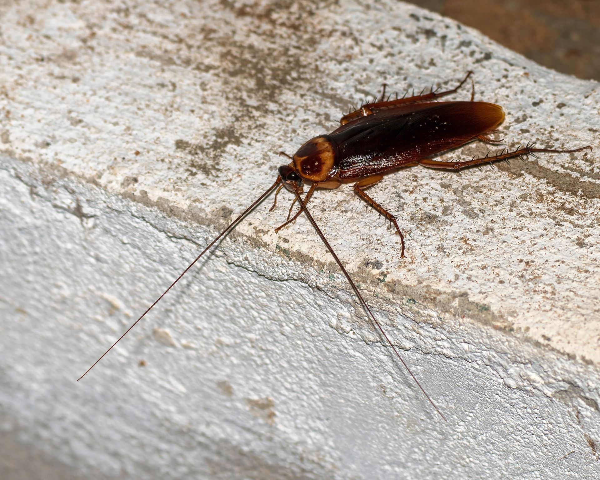 Une blatte sur un muret
