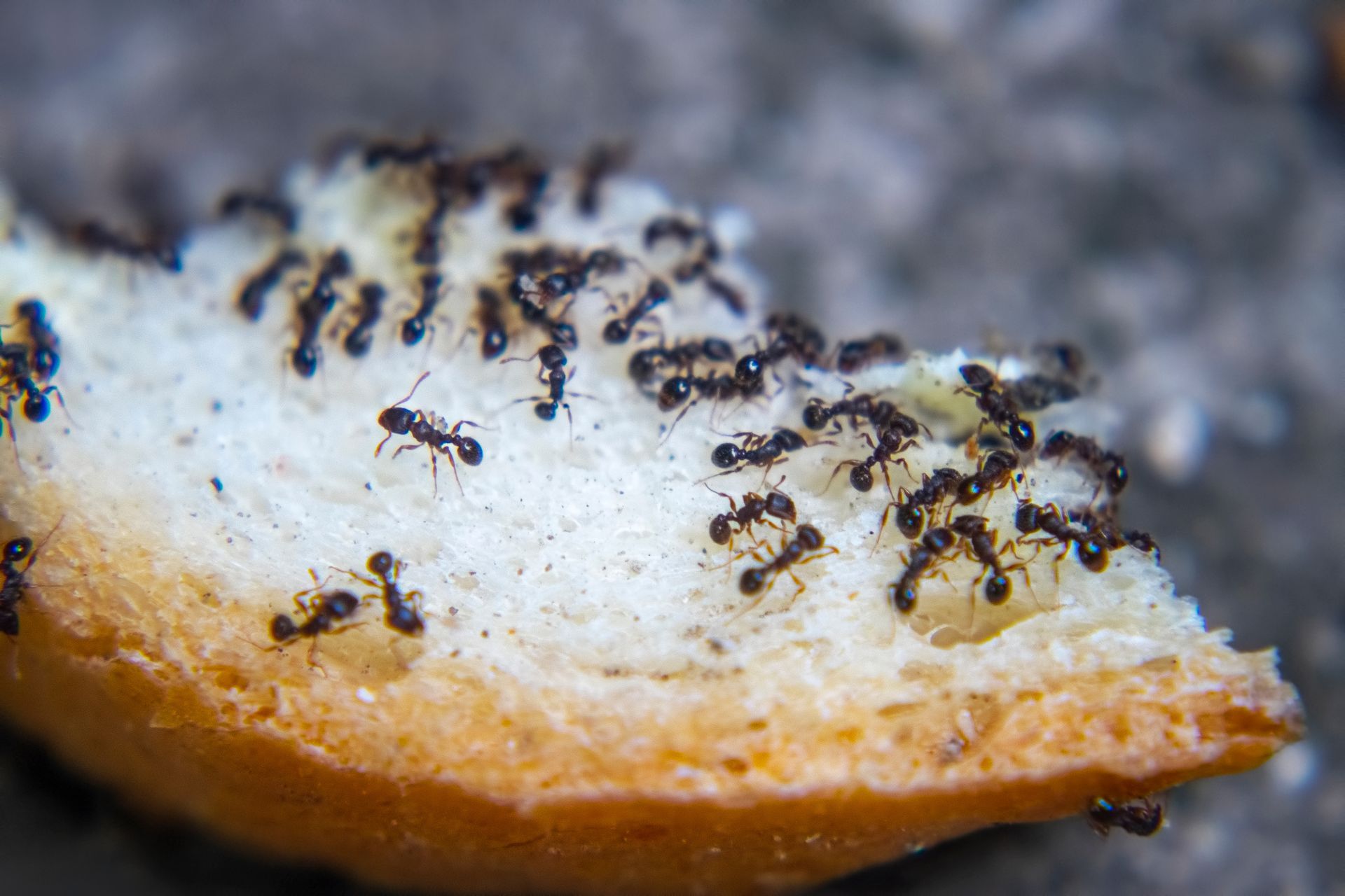 Une colonie de fourmis sur du pain
