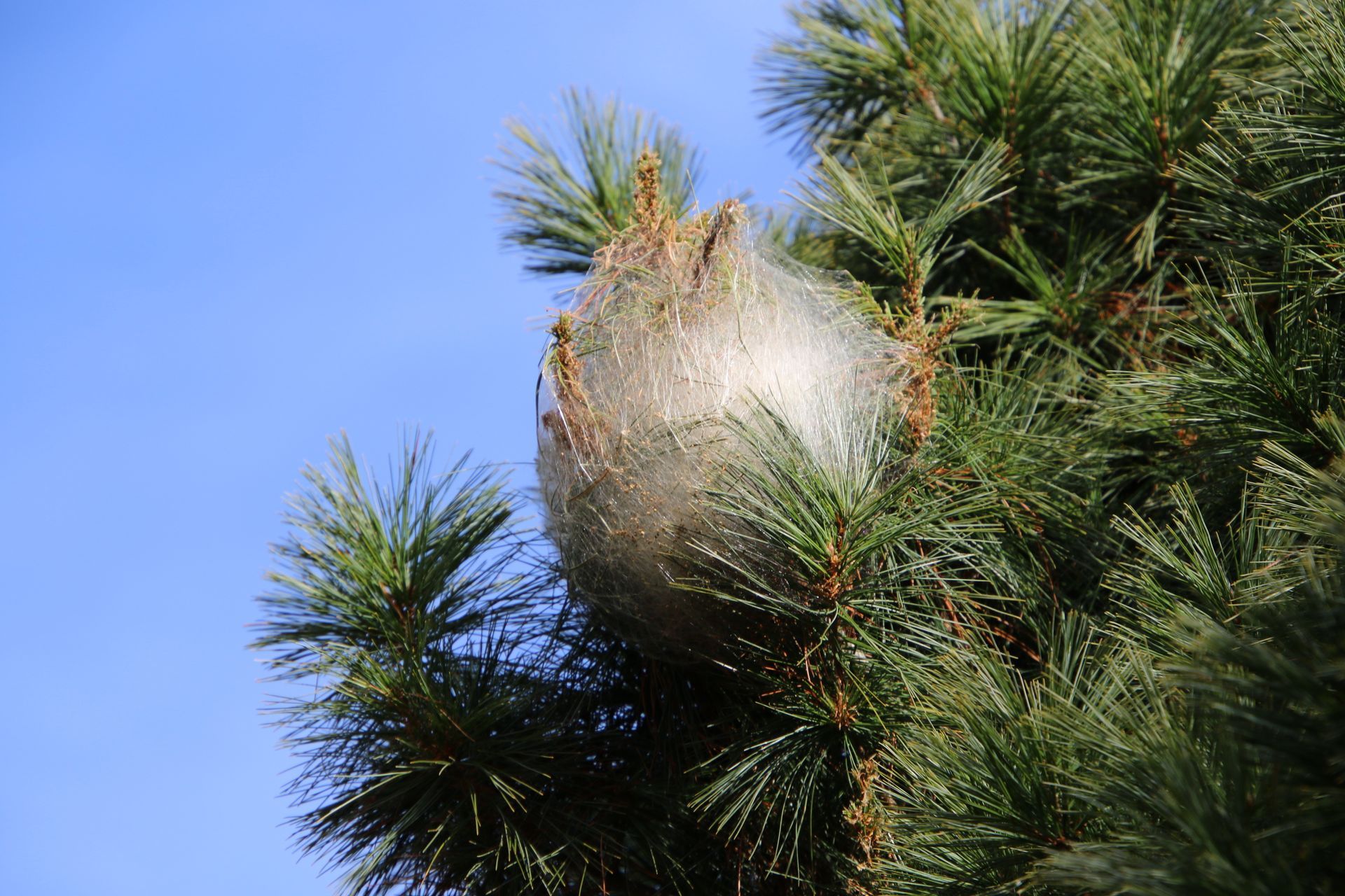 Un nid de chenilles processionnaires dans un arbre