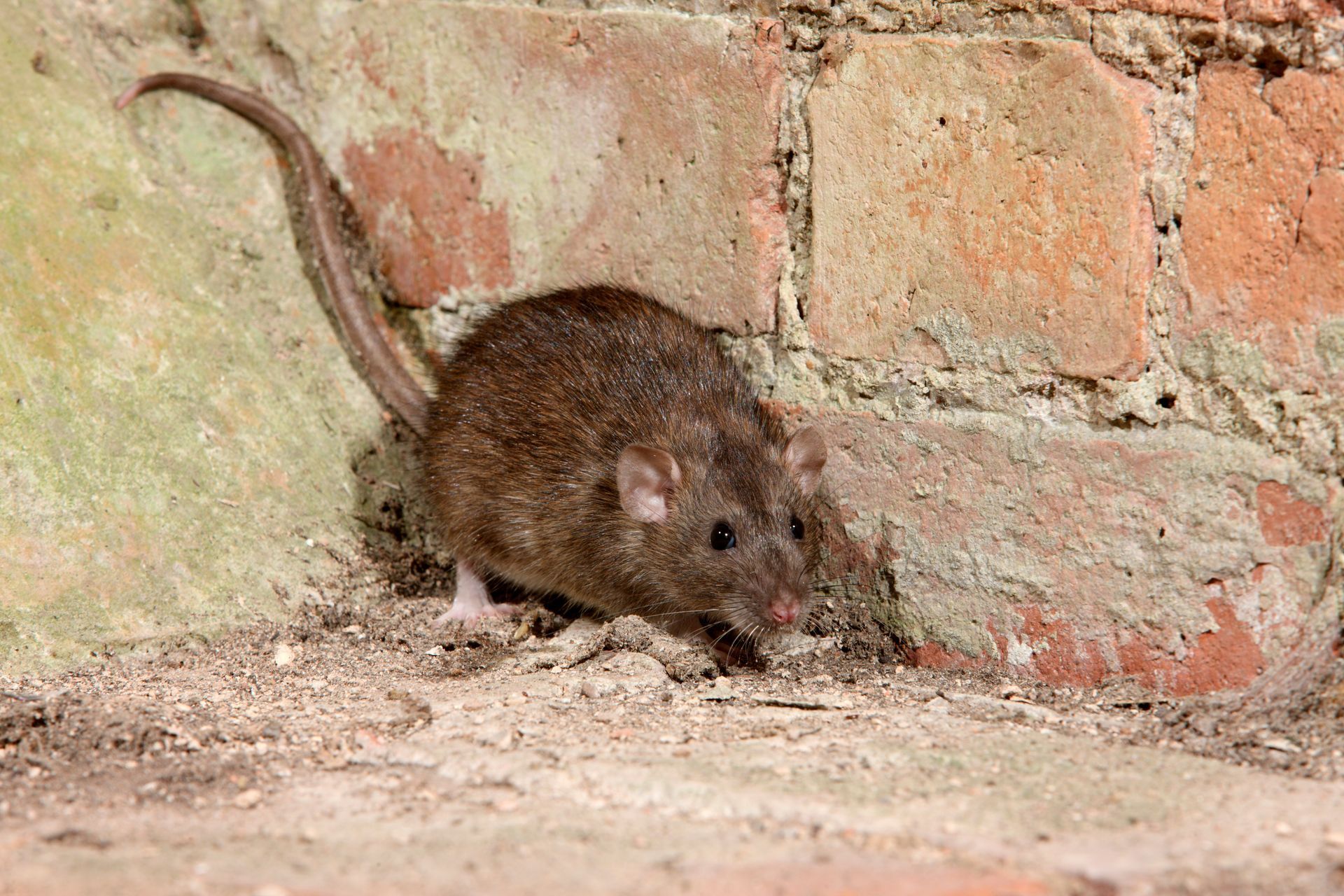 Un rongeur dans une cave