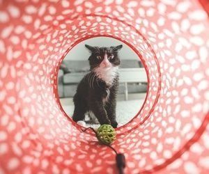 Un gato blanco y negro está jugando con una pelota en un túnel para gatos.