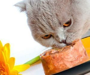 Un gato está comiendo comida para gatos de un frasco.
